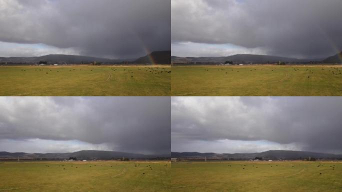 牧场上的牛群上空乌黑的彩虹