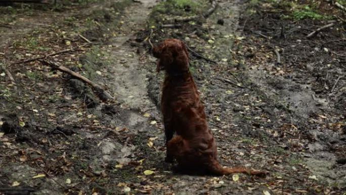 快乐的爱尔兰二传手狗在大自然的秋天森林