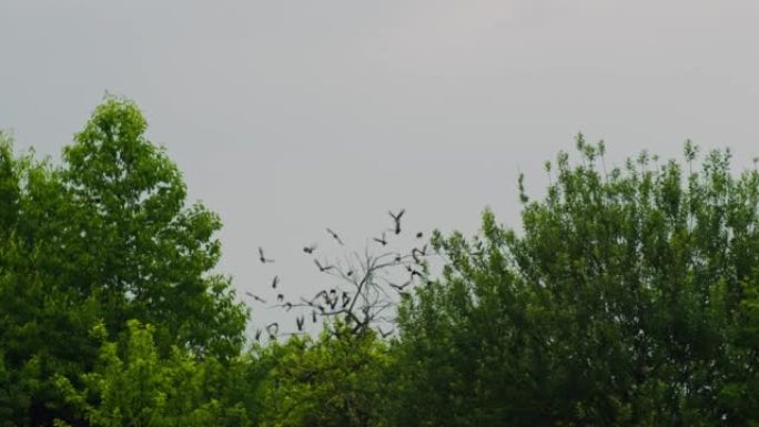 一群受惊的鸟从树上飞走