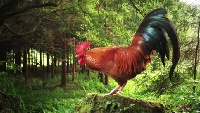 葡萄牙亚速尔群岛Ilha de Sao Miguel的一块覆盖着苔藓的石头上的野生林中的公鸡