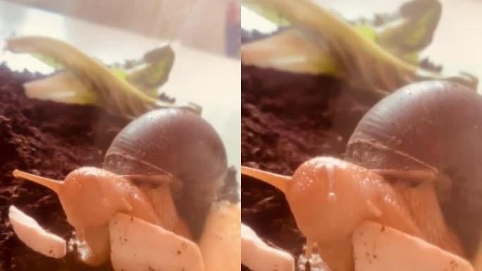 在土壤上吃小可爱蜗牛的垂直镜头