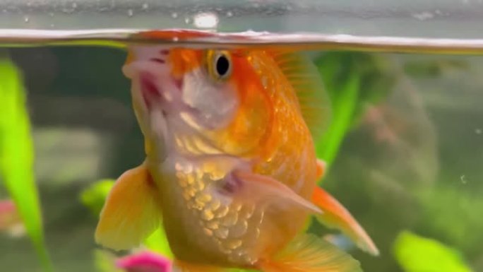 一条金鱼在水族馆里游泳，在水中呼吸。许愿。浅景深。