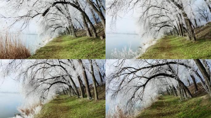 在一个寒冷的2月早晨，白雪覆盖的树枝被霜冻弯曲的小巷