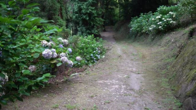 热带花园中的土路。