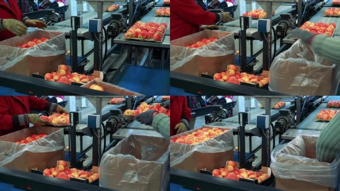 包装厂工人包装新鲜、分拣、分级和打蜡的苹果
