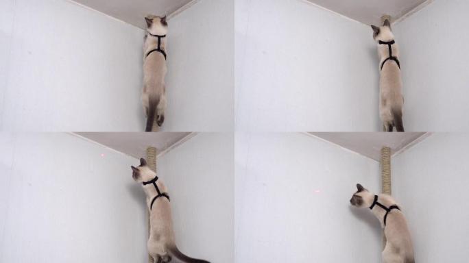 穿着马具的顽皮好奇的猫。泰国猫寻找激光笔的红点。有趣的视频。