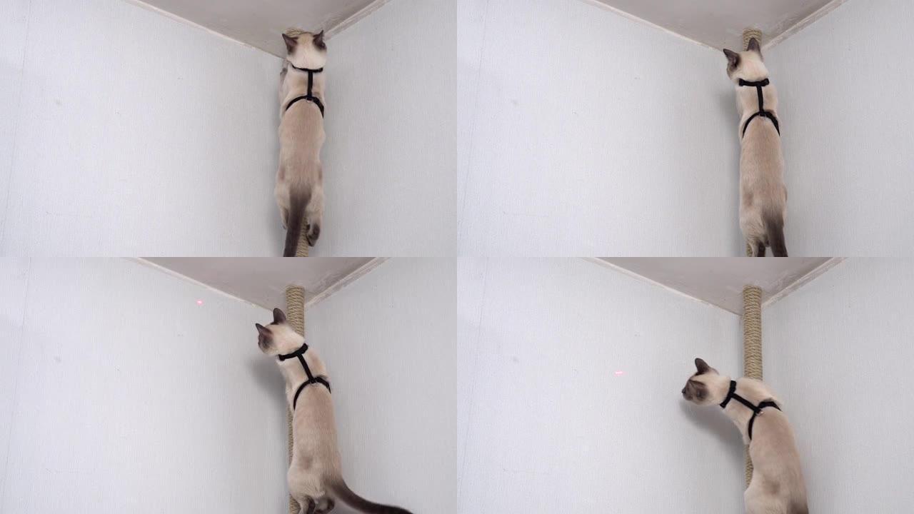 穿着马具的顽皮好奇的猫。泰国猫寻找激光笔的红点。有趣的视频。