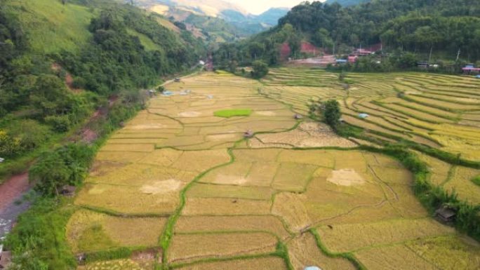 空中看水稻种植和河流的山区稻田梯田