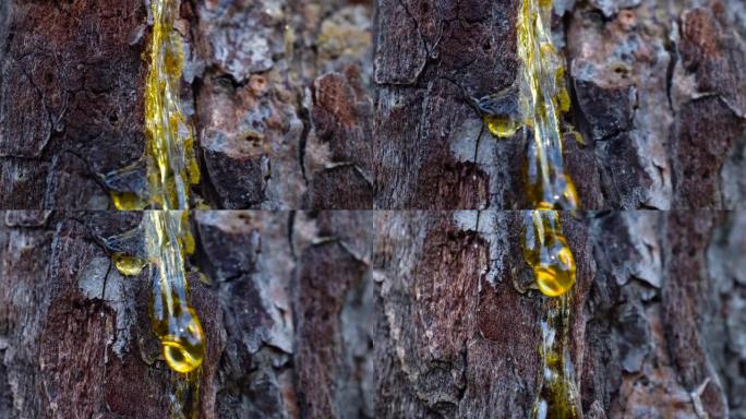 纹理效应，在松树皮表面形成图案。多莉幻灯片拍摄，树干的宏观纹理和黄色琥珀色树脂滴。