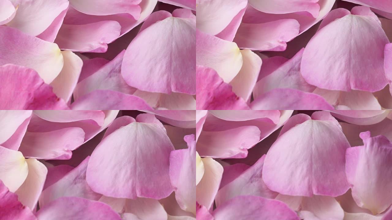 粉红色玫瑰花瓣的特写视图，花卉背景，浪漫概念