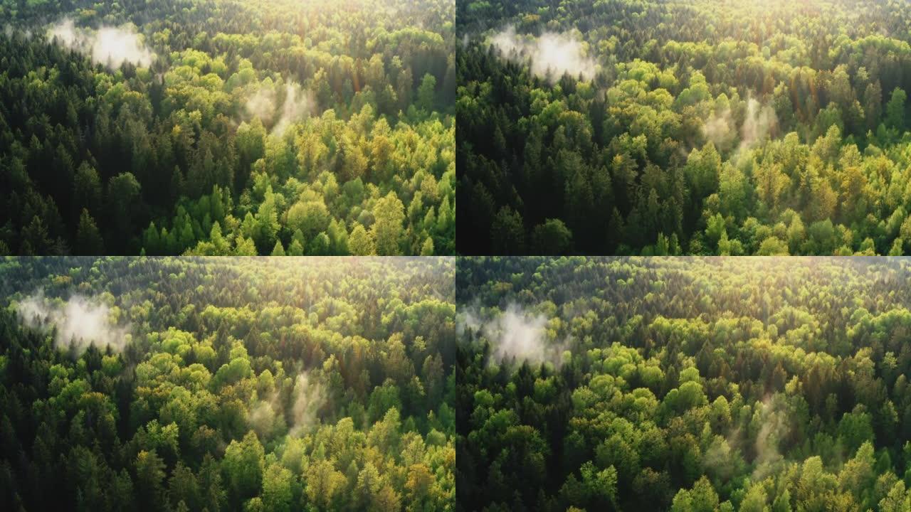 在秋天的晴天，空中电影视野在绿色针叶林上飞行。鸟瞰美景，在清晨或傍晚时分飞越丘陵地区高大的松树森林，