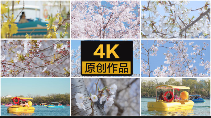 【4K】北京玉渊潭公园樱花与游船