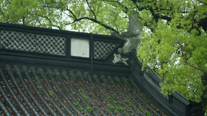 杭州钱王祠春季清明节雨天古建筑自然唯美