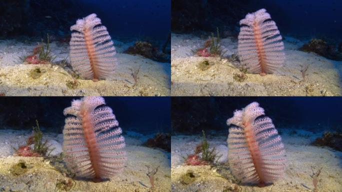 深海底世界-海笔-Pennatulacea-在47米深度的海床