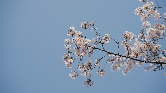 春天樱花风筝蓝天游玩