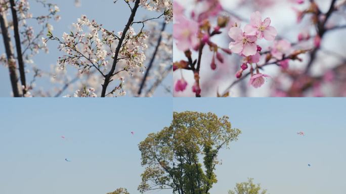 春天樱花风筝蓝天游玩