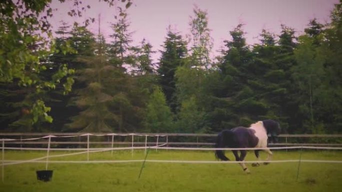 在农场的草地上奔跑的黑白马