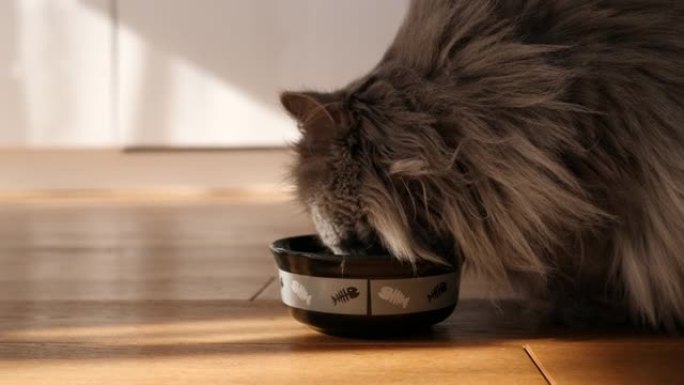 宠物猫在家从地板拼花上的碗里打水