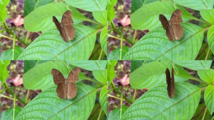 蝴蝶慢慢拍打着棕色的翅膀