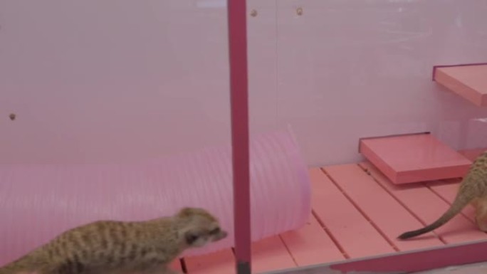橱窗后面的猫鼬粉色背景