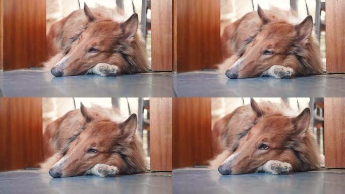 粗糙的牧羊犬躺在门口，头靠在爪子上，特写镜头。4k慢动作镜头。