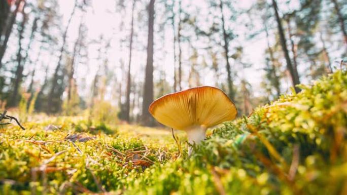 白俄罗斯，欧洲。延时蘑菇。红菇-催吐红菇，催吐红菇或呕吐红菇。秋天的森林。有条件食用菌。阳光透过树林