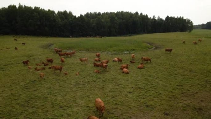 一群褐牛在乡村田地上的鸟瞰图