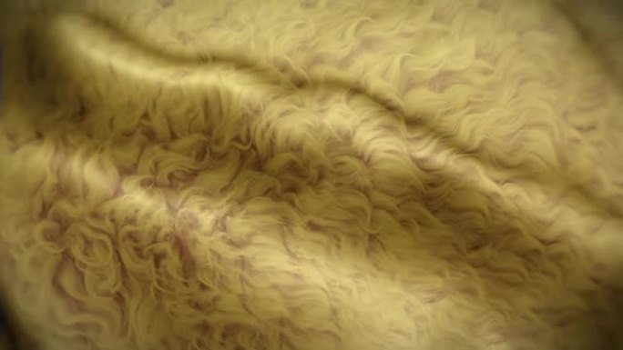 4k橙色卷曲羊皮背景。挥舞羊毛纹理循环动画。风景如画的抽象头发模拟。波纹柔软面料和光滑丝绸库存视频