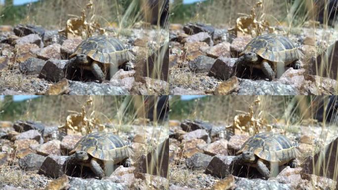 乌龟在街道地板上行走海龟在野外的岩石上爬行