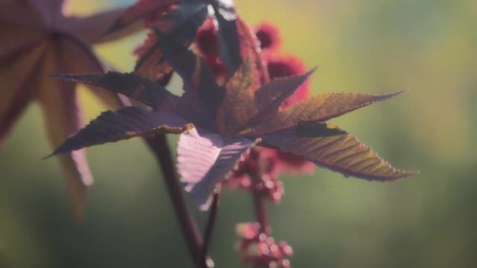 蓖麻子植物的红叶