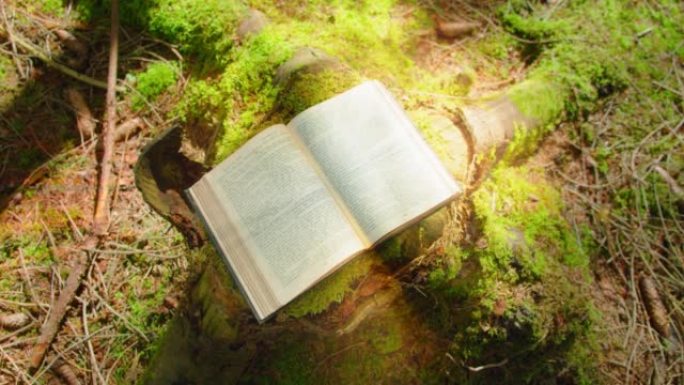 神圣的光落在神圣的圣经上。从内部打开的书的光芒。学问、智慧和魔法。自然森林地面绿色背景。