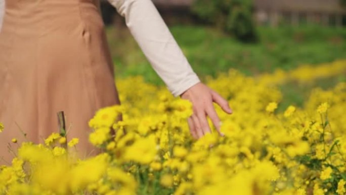 特写: 女人的手在秋天的早晨，在黄色的菊花花场上快乐地散步时抚摸和抚摸着花园里种植的鲜花。有自然概念