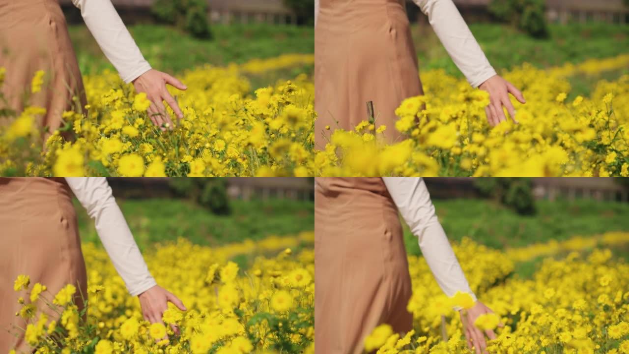 特写: 女人的手在秋天的早晨，在黄色的菊花花场上快乐地散步时抚摸和抚摸着花园里种植的鲜花。有自然概念