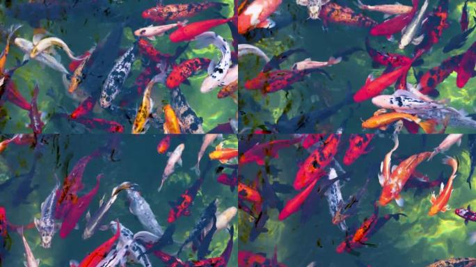 喂五颜六色的日本鲤鱼在池塘的水中游泳，俯视图
