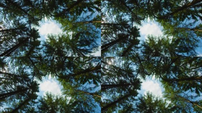 云杉树的顶端。世界野生动物日。绿色针叶林的惊人镜头。云杉树的顶端。去任何地方。与自然的统一。环保。生
