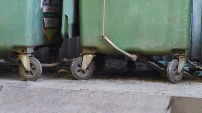 白天，一只大老鼠躲在城市里装有垃圾和食物垃圾的绿色容器后面。城市垃圾收集问题。在垃圾场和垃圾填埋场繁