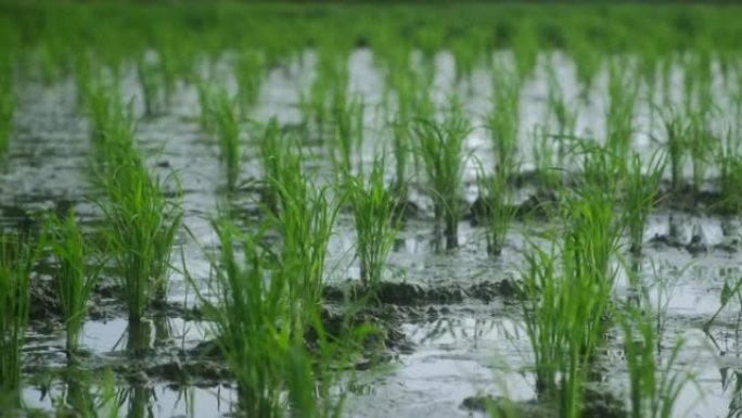 许多相同的绿色植物的宁静景观，水上的天然水稻栽培田。以人口消费为主要饮食的亚洲水稻种植。