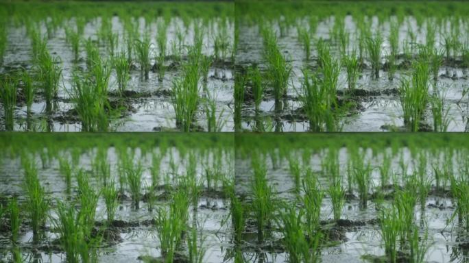 许多相同的绿色植物的宁静景观，水上的天然水稻栽培田。以人口消费为主要饮食的亚洲水稻种植。