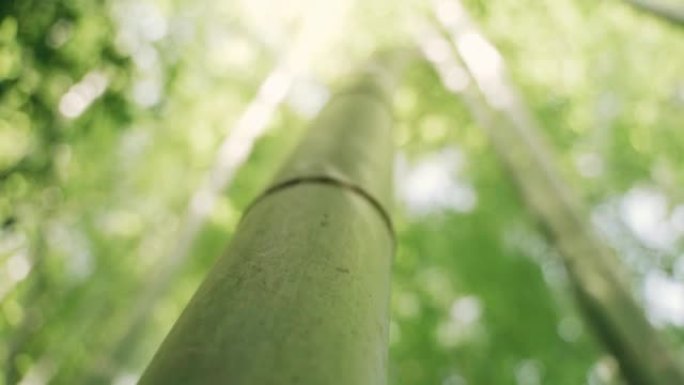 摄像机在竹树干上移动