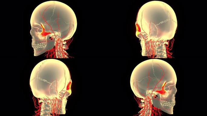 人体骨骼系统颅骨骨部分颧骨解剖动画概念