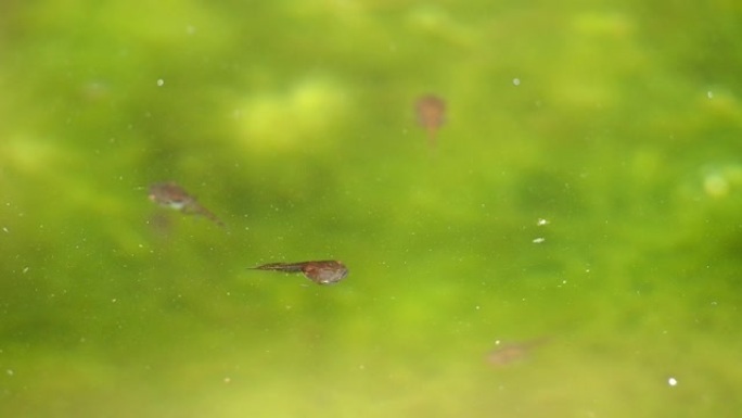 蝌蚪在池塘里游泳