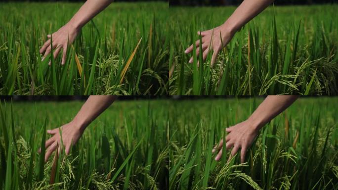 人与自然的概念。手碰到稻田的草。人类与自然孤独，享受自然的美丽和多样性。他汲取了自然的能量。