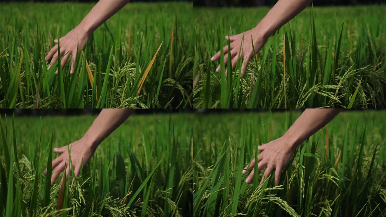 人与自然的概念。手碰到稻田的草。人类与自然孤独，享受自然的美丽和多样性。他汲取了自然的能量。