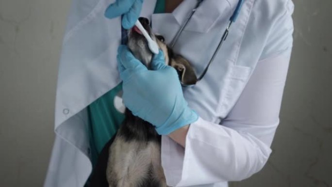 狗牙科，兽医用牙菌斑和牙垢牙刷清洁小宠物的牙齿