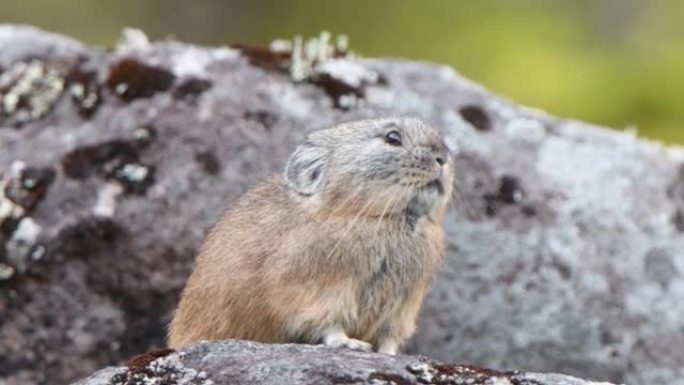 鼠兔在北海道的岩石上吃草