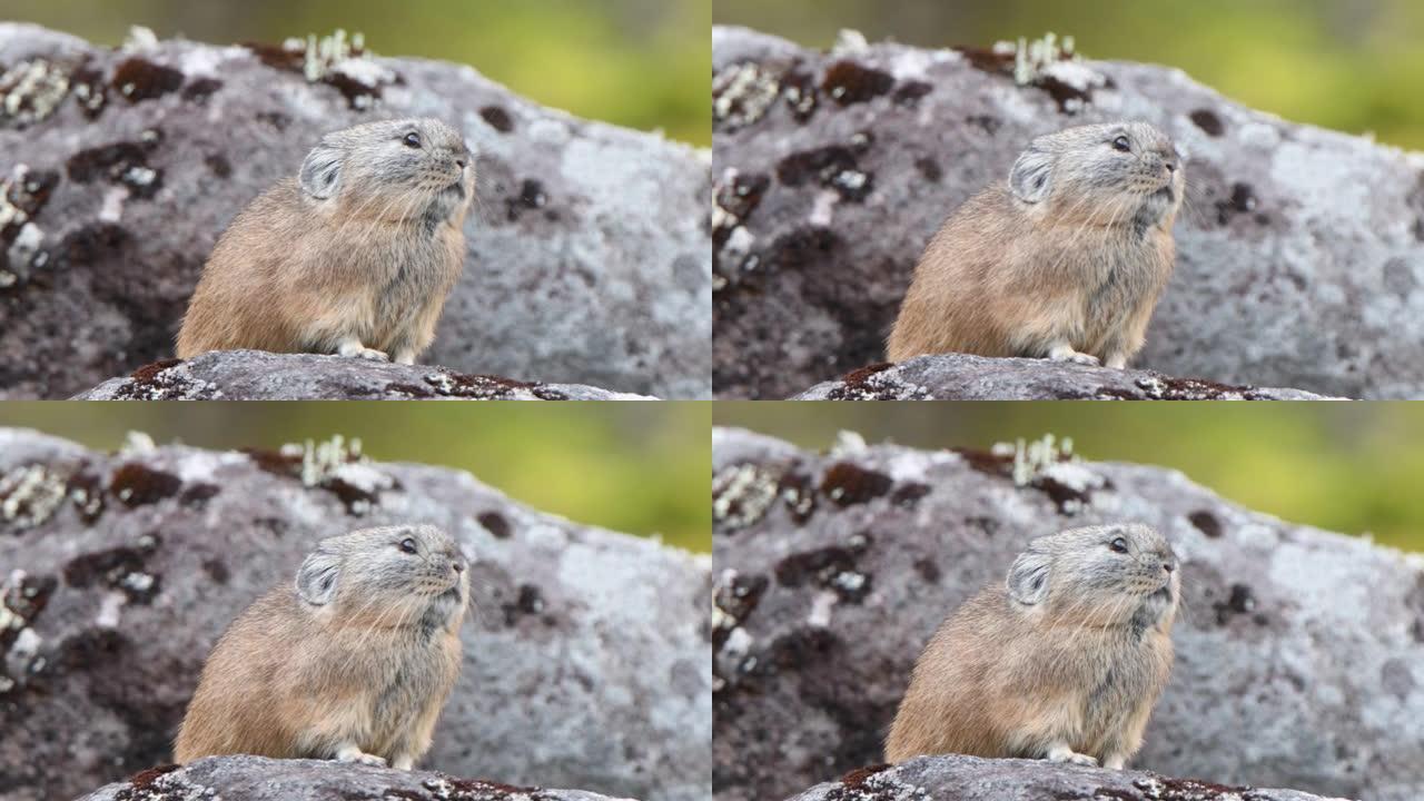鼠兔在北海道的岩石上吃草