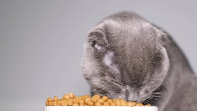 英国虎斑猫急切地从白色陶瓷盘中吃干粮的特写图像。