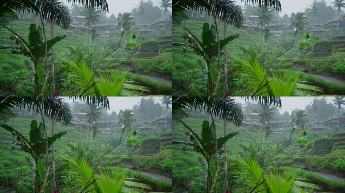 巴厘岛丛林中的稻米台，热带大雨