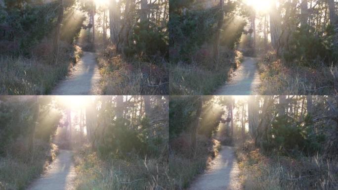 森林或树林中的小路，树林中的小路。针叶松柏树。加利福尼亚