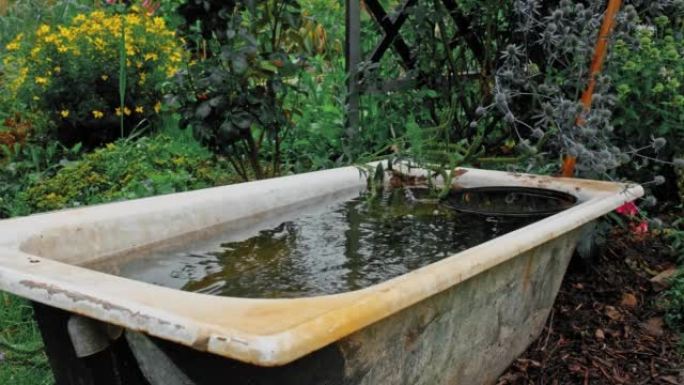 滴入旧铸铁浴缸中的水滴用作花园蓄水池，用于收集雨水